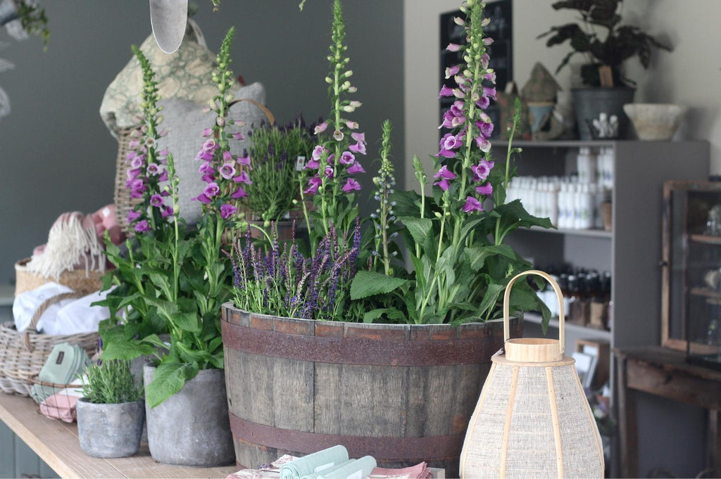 Foxgloves - A Cottage Garden Favourite