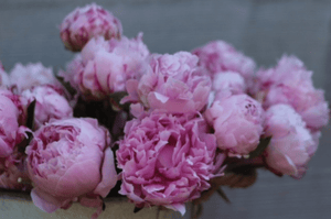Passionate about Peonies