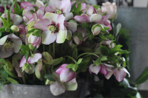 Hellebores for Planting and Picking