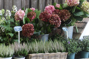 Our top picks for Autumn planting