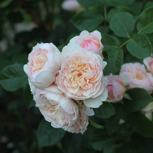 July Workshops