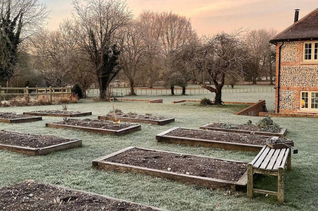 Pod & Pip's cutting garden, taken with the sun rising during winter 