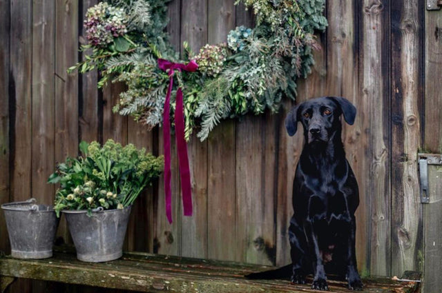 Minnie, Pod & Pip's beautiful black dog, is sat outside on a wooden bench alongside a large Christmas Wreath