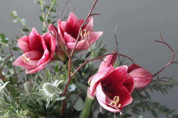 Christmas Amaryllis Bouquet